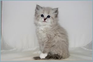 Male Siberian Kitten from Deedlebug Siberians